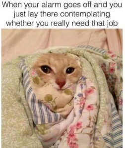 Photo of the face of a cute little yellow cat, wrapped in blankets. Caption: When your alarm goes off and you just lay there contemplating whether you really need that job.