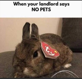 Photo of a live brown bunny with a heart-shaped TY tag hanging from one ear. Caption: When your landlord says NO PETS