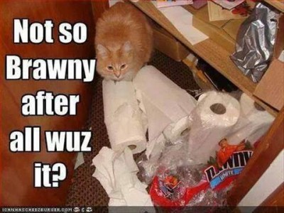 Photo of a fuzzy orange cat sitting under a table with a mess of shredded and torn Brawny paper towels around him. Caption: Not so Brawny after all wuz it?