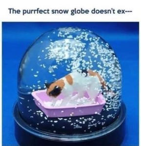 Title: The purrfect snow globe doesn't ex--- Photo of a snow globe with the white bits floating around a calico cat scraping in a litter box inside.