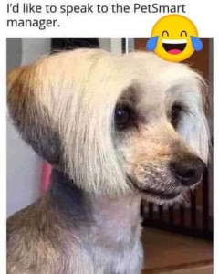 Photo of a dog with a wedge haircut (like the stereotypical "Karen"). Caption: I'd like to speak to the PetSmart manager, please."