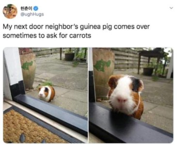 2 photos of a little tri color guinea pig standing outside of a window, looking in; 2nd photo is a close-up of his face, taken from the 1st photo. Caption: My next door neighbor's guinea pig comes over sometimes to ask for carrots.