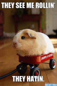 Photo of a yellow and white guinea pig in a little piggie-sized red wagon. Caption: They see me rollin' - They hatin'.