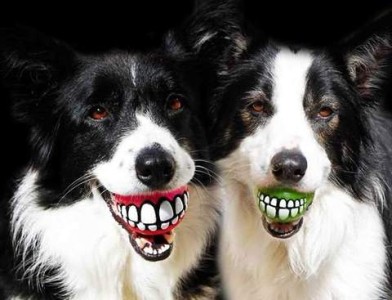 Two black and white border collies holding balls in their mouths. One is red, one is green, and they both look like dentures.