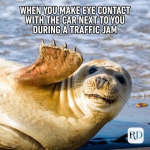 Photo of a seal or sea lion laying on the beach waving his front flipper with a silly grin on his face. Caption: When you make eye contact with the car next to you during a traffic jam