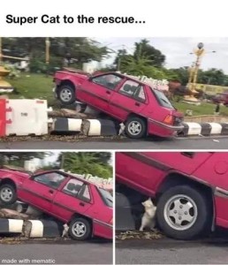 3 frames showing a pink car that has run aground over a curb. Each one gives a closer perspective of a little white cat that is standing on his hind legs in front of the left rear tire, as if pushing the car backwards.