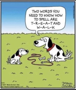 Cartoon of a large beagle and a small beagle with a leash on the grass between them. Both tails are wagging. Big dog is telling small dog, "Two words you need to know how to spell are T-R-E-A-T and W-A-L-K"