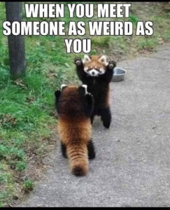 Photo of 2 red pandas face to face, standing on hind legs with front paws up. Caption: When you meet someone as weird as you.