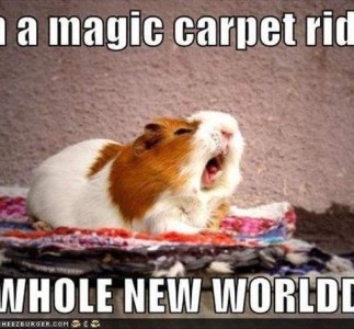 Photo of a white and orange guinea pig with his mouth open, head up, sitting on a rug. Caption: ...a magic carpet ride...a whole new world...