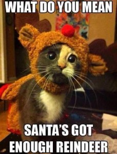 A gray and white kitten wearing a reindeer outfit, looking earnestly at someone behind the camera. Caption: What do you mean, Santa's got enough reindeer?