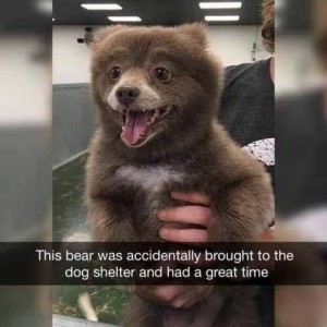 Photo of someone holding a baby bear under his arms so he's facing the camera, the bear has big round eyes and an open-mouth grin. Caption: This bear was accidentally brought to the dog shelter and had a great time.