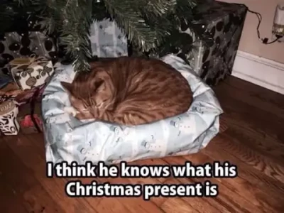 Photo of a two-tone brown spotted cat, curled up under the tree in what is obviously a nicely wrapped cat bed. Caption: I think he knows what his Christmas present is.