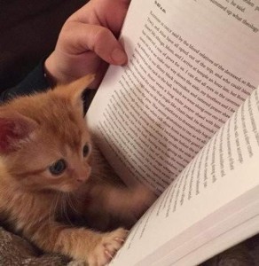 Photo of an adorable tiny yellow kitten, his front paws on the page of a book that someone is holding open; his eyes are fixated on the words on the page.