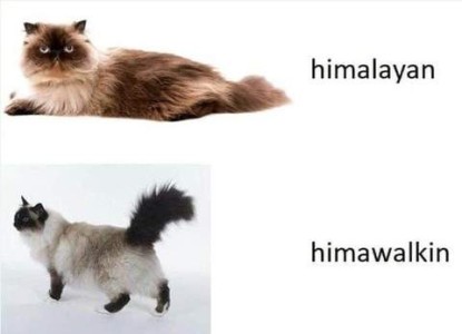Photo of a fancy long haired light cat with dark points and marking laying down down with the label "himalayan", and below that a photo of the same cat on his feet with the label, "minawalkin"