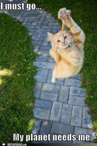 An orange kitten leaping toward the camera above him, front legs reaching upward, body stretched out. Caption: I must go...My planet needs me.