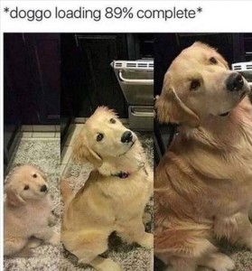 2 photos of the same dog sitting in the same position and in the same place, and with the same head tilt; 1st photo it's a tiny puppy, 2nd photo it's partially grown, 3rd photo it is large. Caption: *Doggo loading 89% complete*