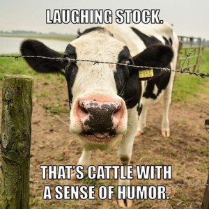 A closeup of a cow looking at the camera, neck stretched out, behind a strand of barbed wire. Caption: Laughing stock. That's cattle with a sense of humor.