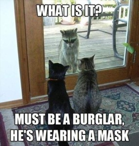 Photo of a black cat and a gray tabby sitting with backs to the camera, looking out of the window in a doorway, as a raccoon is looking back in at them. Caption: Must be a burglar, he's wearing a mask.