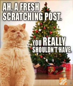 A fluffy yellow cat sitting in the foreground with a decorated Christmas tree behind him and gifts underneath. Caption: Ah, a fresh scratching post. You REALLY shouldn't have.