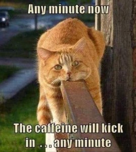Orange cat laying on a railing, legs hanging down on each side, chin on the surface, looking at the camera. Caption: Any minute now the caffeine will kick in...any minute...