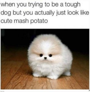 Photo of a tiny puffy white dog looking at the camera. Caption: When you trying to be a tough dug but you actually just look like cute mash potato