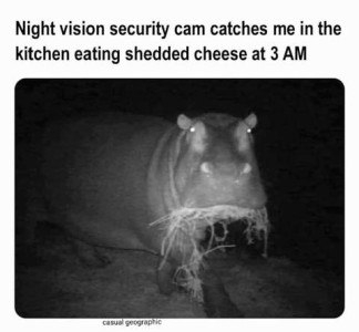 A night-time photo of a hippopotamus eating hay as it stares at the camera, its eyes lit up by the light. Caption: Night vision security cam catches me in the kitchen eating shredded cheese at 3 a.m.