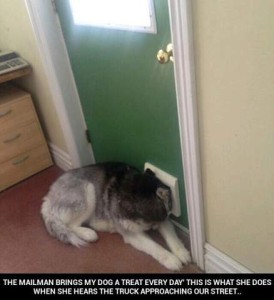 Photo of a husky-type dog laying against a green door with her face stuck through a little cat door to the outside. Caption: The mailman brings my dog a treat every day. This is what she does when she hears the truck approaching our street.