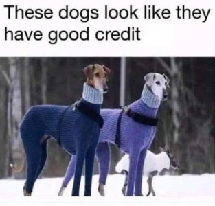 Two elegant grayhounds standing in the snow, each is wearing a form-fitting sweater from feet to chin. They give off the aura of graceful and elegant models. Caption: These dogs look like they have good credit.