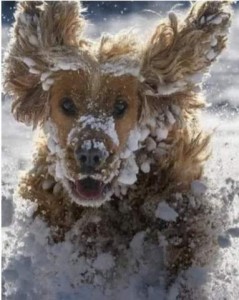Photo of a cocker-type dog running through the snow, ears up straight, mouth open, eyes wide, fur packed with snowballs