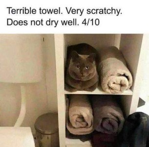 Photo of bathroom shelves with bath towels neatly rolled up, and a gray cat laying in an open spot, about the same size as the towel rolls. Caption: Terrible towel. Very scratchy. Does not dry well. 4/10