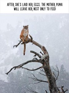 Photo of a wild cat - a cougar, maybe? - sitting high up on the top of a bare tree, way above surrounding trees, as snow is falling heavily around her. Caption: After she's laid her eggs, the mother puma will leave her nest only to feed.