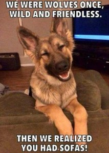 Photo of a young german shepherd dog backwards-facing on a davenport, elbows on the back, mouth open and eyes partially closed in a grin. Caption: We were wolves once, wild and friendless. Then we realized you had sofas!