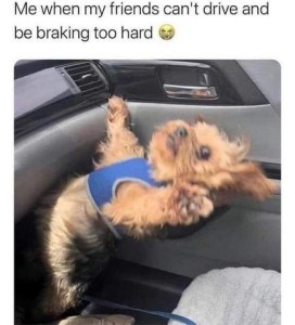 Photo of a fluffy little brown dog halfway down to the floor from the front seat, bent backwards, head back, ears flying, looking up at the camera. Caption: me when my friends can't drive and be braking too hard.