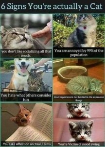 Title: 6 Signs You're Actually a Ca6 six frames #1 - photo of a cat pulling away from a child's hand; "You don't like socializing all that much" #2 - Photo of a supercilious gray and white cat sitting in a garden; "You are annoyed by 99% of the population." #3 - A dog and a cat sitting in a shopping cart - dog looks happy, cat looks grumpy; "You hate what others consider fun" #4 - A cat sleeping on the floor in front of a cat bed; "You happiness is not limited to the expensive things" #5 - A cat sitting with his chin sitting on top of an open book being held by someone outside of the photo; "You like affection on your terms" #6 Photos of a kitten meowing, and then looking quiet, curious even, in another photo below; "You're victim of mood swing"