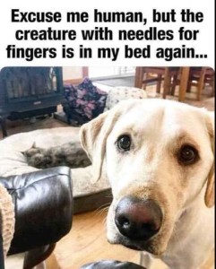 Closeup photo of a yellow lab looking directly at the camera with a pleading look. In the background is a big dog bed with a cat sleeping on it, in front of a fireplace. Caption: Excuse me human, but the creature with needles for fingers is in my bed again...