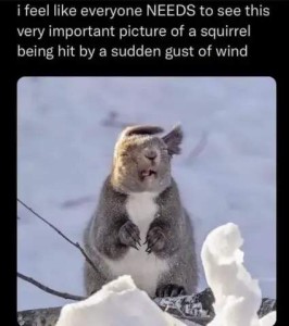 Photo of a squirrel standing in the snow with eyes squinted closed, ears pointing to his left, mouth slightly open with tongue curled up inside, little paws in front of his chest, clenched up tight. Caption: I feel like everyone NEEDS to see this very important picture of a squirrel being hit by a sudden gust of wind.