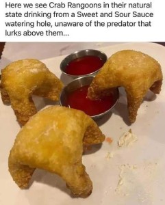 Photo of 2 little cups of sweet-and-sour sauce; 3 crab rangoons are sitting among them, upside down; one of the rangoons has a corner dipped into one of the cups of red sauce. Caption: Here we see crab rangoons in their natural state drinking from a sweet and sour sauce watering hole, unaware of the predator that lurks above them...