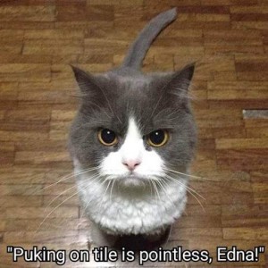 Gray and white cat sitting on a hardwood floor looking into the camera with an angry stare. Caption: "Puking on tile is pointless, Edna!"