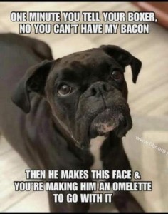 Photo of a black boxer laying on a floor, looking up at a spot just above the camera. Caption: One minute you tell your boxer, no you can't have my bacon. Then he makes this face and you're making him an omelette to go with it.