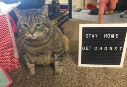Photo of a fat gray tabby cat looking dejected. Next to him is a sign with a person's finger holding it up from the top. The sign says, "Stay home, get chonky."