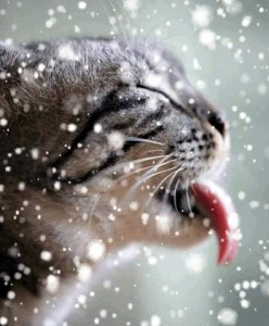 Extreme closeup photo of a gray and black tabby cat taken from the side, as it is snowing hard; eyes are closed, ears back, tongue out catching snowflakes