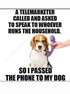 A telemarketer called and asked to speak to whoever runs the household [photo of a beagle wearing glasses and someone holding a phone receiver up to his ear] so I passed the phone to my dog.