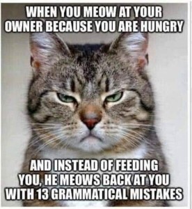 Face shot of an angry looking gray tabby cat. Caption: When you meow at your owner because you are hungry and instead of feeding you, he meows back at you with 13 grammatical mistakes.