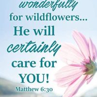 And if our God cares so wonderfully for wildflowers...He will certainly care for you! Matthew 6:30