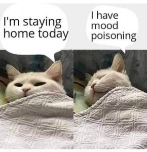2 photos of a white cat in bed, covered to his neck. First photo he is awake, eyes open, saying, "I'm staying home today." 2nd photo he has his eyes closed and relaxed, saying, "I have mood poisoning."