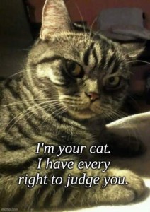 Closeup photo of a gray tabby cat giving the side eye toward the camera. Caption: I'm your cat. I have every right to judge you.