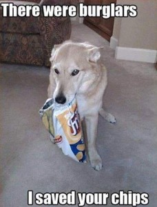 Photo of a light tan large dog holding an open bag of Fritos, with a sheepish look on his face, ears back, head down, eyes slightly closed. Caption: There were burglars. I saved your chips.