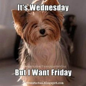 Photo of a little tri-colored terrier with pointed ears and long hair covering her eyes, looking straight at the camera with her head slightly tipped to the right, with the caption, "It's Wednesday. But I want Friday."