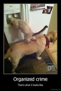 Photo of a large brown dog standing in front of a side-by-side white refrigerator. On his back stands a light brown cat, on her hind legs, drinking out of the water dispense in the freezer door. Caption: Organized crime. That's what it looks like.