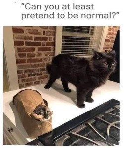 2 cats in the photo, a black cat standing on a countertop, and what could be a calico laying down inside a lunch-sized paper back with a hole chewed in the bottom for her face to peek through. Caption: "Can you at least pretend to be normal?"